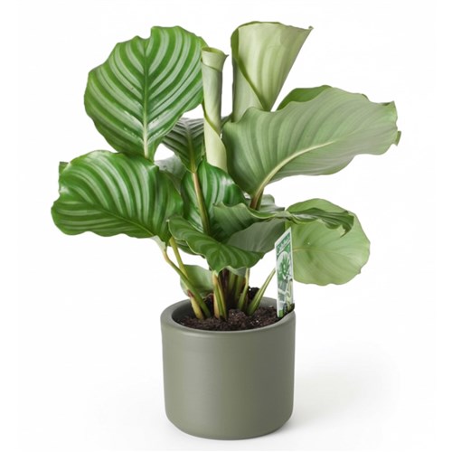 Calathea Orbifolia (Dua Çiçeği)