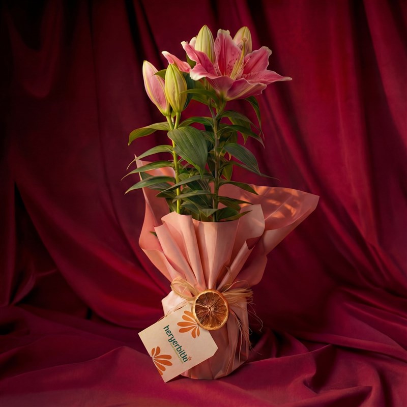 Hediye Kokulu Lilyum Çiçeği