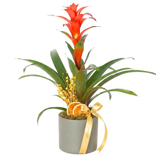Guzmania Gift (Hediye Guzmanya Çiçeği)