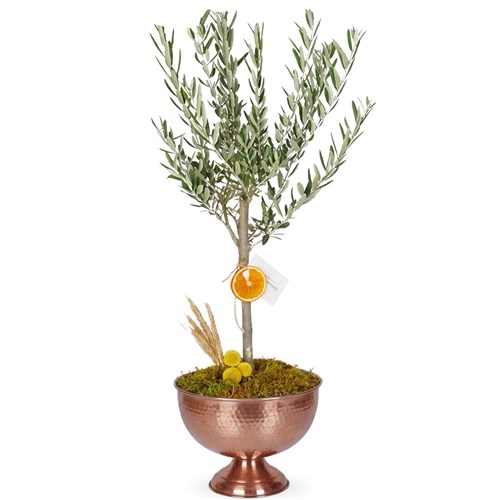 Zeytin Ağacı - Premium Bakır Saksıda