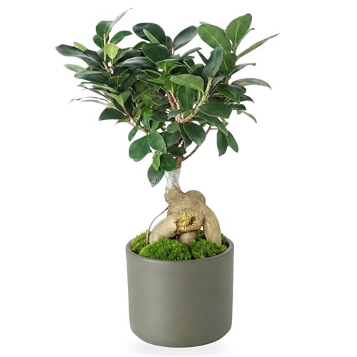 Bonsai Ağacı - Yeşil Saksılı (Ficus Ginseng)