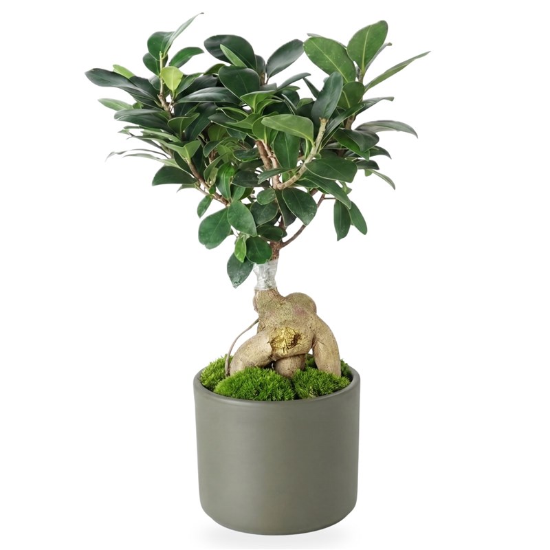 Bonsai Ağacı -  Yeşil Saksılı (Ficus Ginseng)