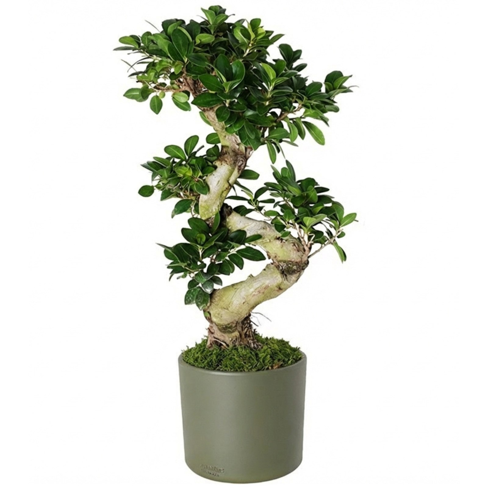 bonsai rosemary plant Flowering Rosemary Bonsai Tree