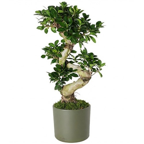 S Gövdeli Bonsai Ağacı Large