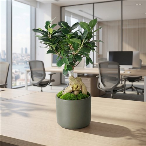 Bonsai Ağacı - Yeşil Saksılı (Ficus Ginseng)