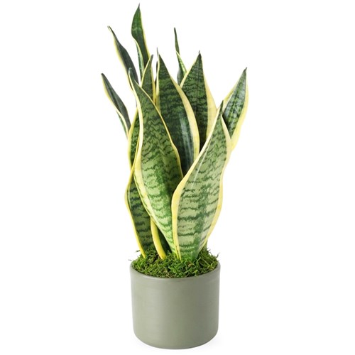 Yeşil Saksılı Paşa Kılıcı (Sansevieria Black Gold)