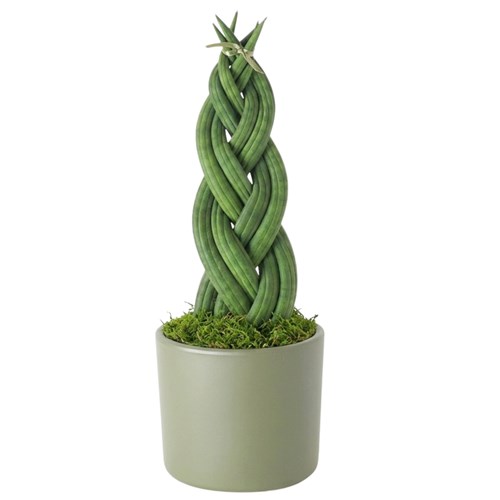 Paşa Kılıcı - Örgülü, Yeşil Saksıda (Sansevieria)