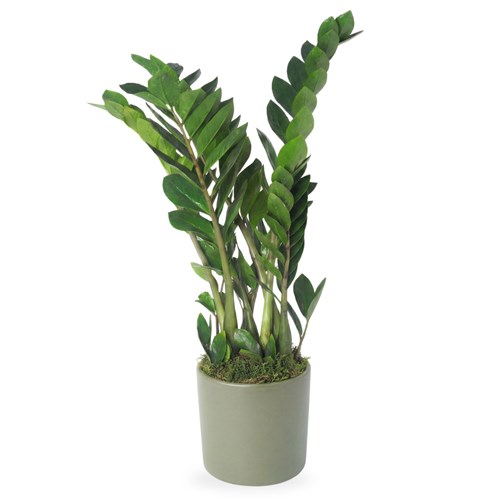 Zamioculcas Zz Plant Large (Zamia Bitkisi)