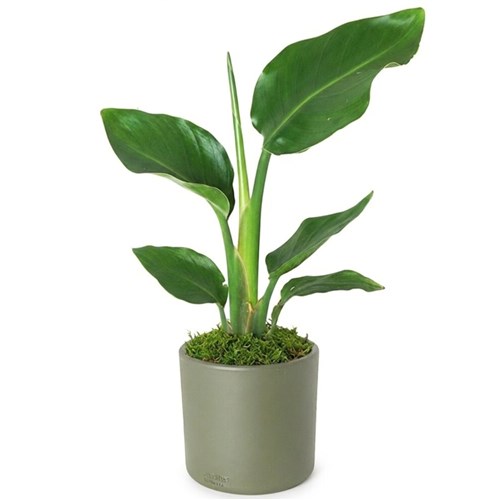 Starliçe - Yeşil Saksılı Cennet Kuşu Çiçeği (Strelitzia Nicolai)