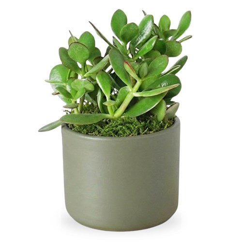 Para Sukulenti (Crassula Ovata)