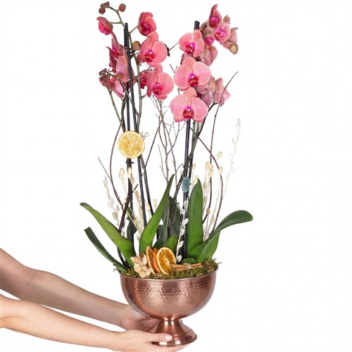 4 Dallı Ateş Orkide Aranjmanı - Bakır Saksıda, Premium
