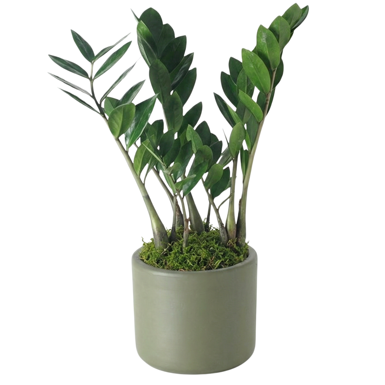 safran zimmerpflanze Safran-Korbmarante – Calathea Crocata – Ø14cm – ca. 40cm hoch – main image 0