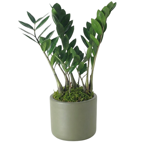 Zamioculcas ZZ Plant - Zamia Bitkisi - Heryerbitki