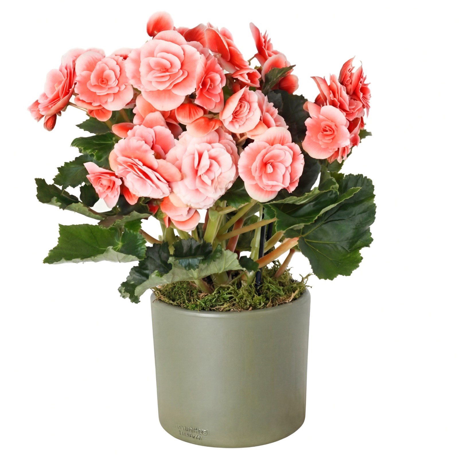 専用おまとめ　Begonia 5点 10749.jpg