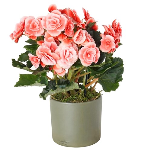 Begonia Toran (Katmerli Alacalı Pembe Begonya)