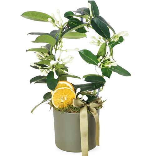 Yasemin Çiçeği - Kokulu, Yeşil Saksıda (Yasmin Flower Gift)
