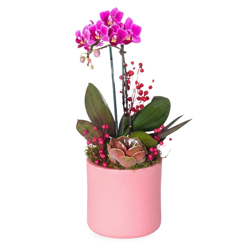 Candy Purple Orchid Gift (Purple Orchid Arrangement)