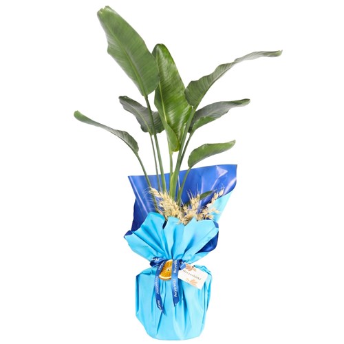 Strelitzia Gift (Hediye Paketli 160-180cm Starliçe)