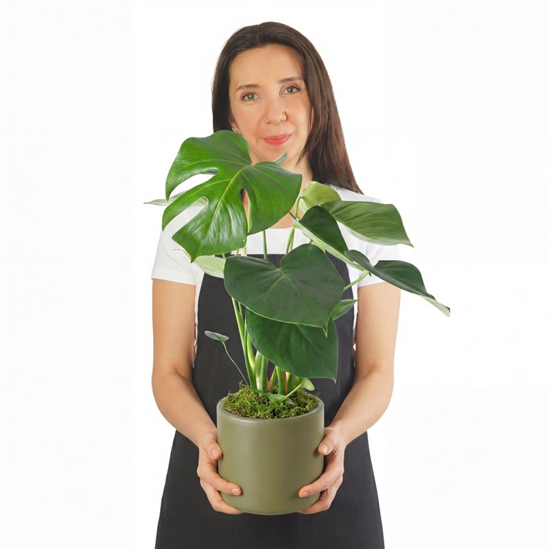 Deve Tabanı - Yeşil Saksıda Monstera