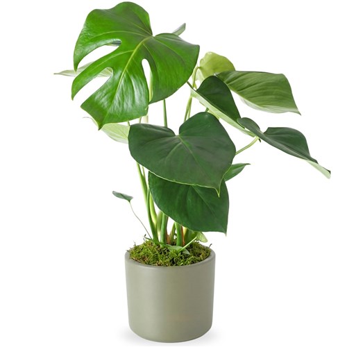 Deve Tabanı - Yeşil Saksıda Monstera