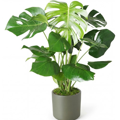 Deve Tabanı (Monstera Deliciosa Large)