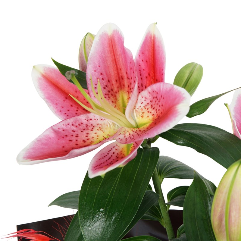 Lilium Love (Fragrant Lilies and Red Roses)