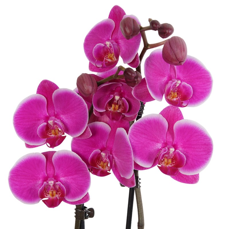 Leaf Purple Orchid (Mor Orkide Aranjmanı)