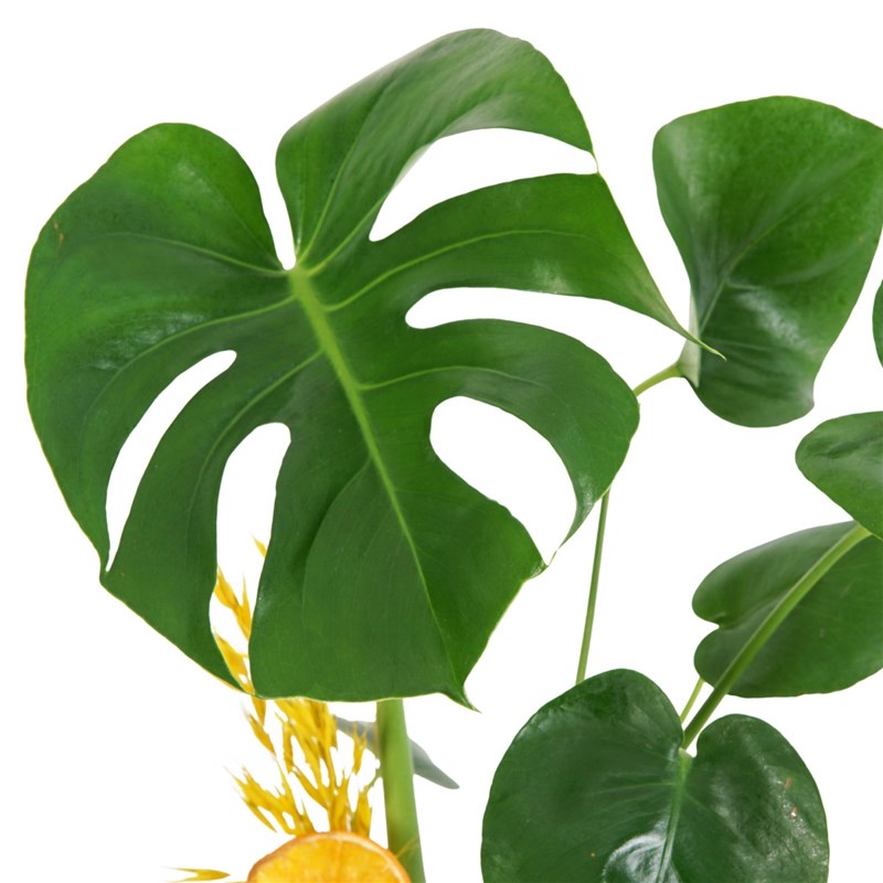 Deve Tabanı Aranjmanı - Saksıda (Leaf Monstera)