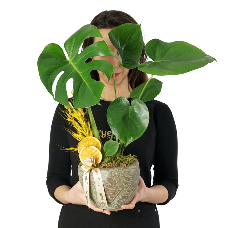Deve Tabanı Aranjmanı - Saksıda (Leaf Monstera)