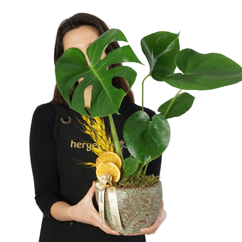 Deve Tabanı Aranjmanı - Saksıda (Leaf Monstera)