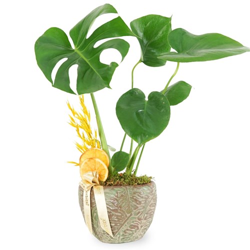 Deve Tabanı Aranjmanı - Saksıda (Leaf Monstera)