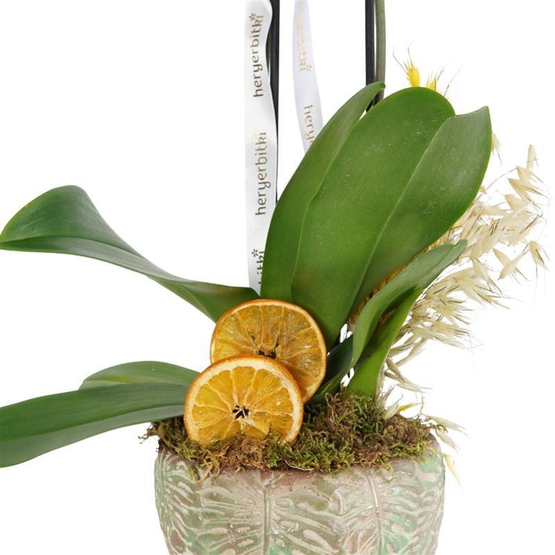 Beyaz Orkide Aranjmanı - 2 Dallı, Saksıda (Leaf White Orchid)