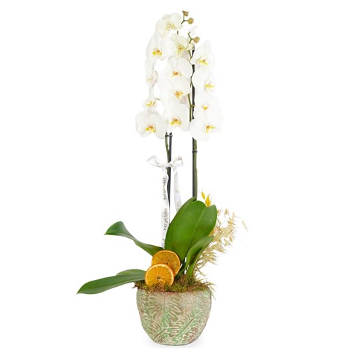 Beyaz Orkide Aranjmanı - 2 Dallı, Saksıda (Leaf White Orchid)