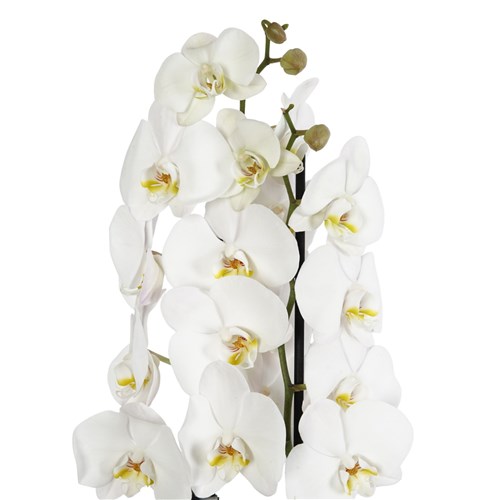 Beyaz Orkide Aranjmanı - 2 Dallı, Saksıda (Leaf White Orchid)
