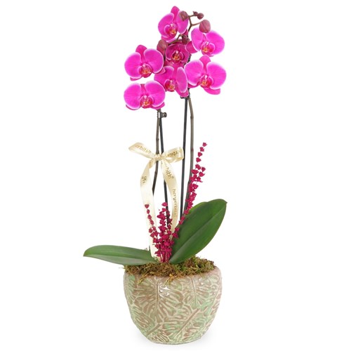 Leaf Purple Orchid (Mor Orkide Aranjmanı)