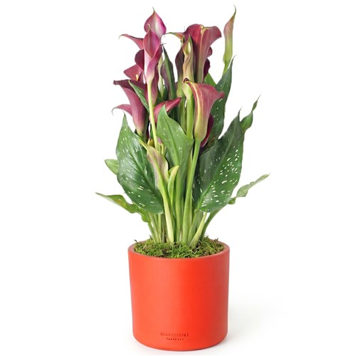 Calla Lily (Gala Bitkisi) Bordo/Pembe