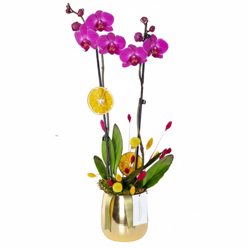 Premium Gold Purple (Altın Vazoda Mor Orkide)