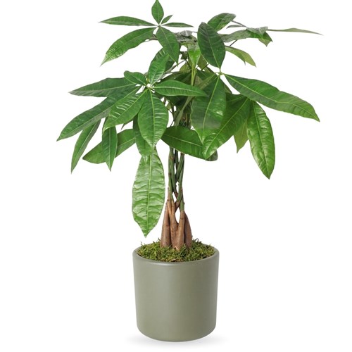 Para Ağacı Bitkisi - 50 cm (Pachira Aquatica)