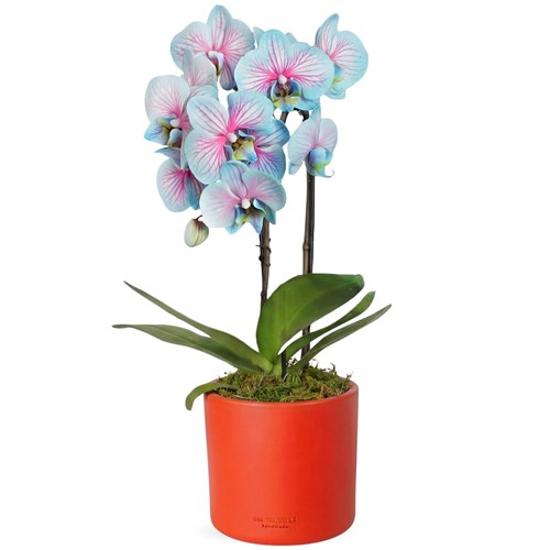 Round Blue Orchid (Alacalı Mavi Çember Orkide)