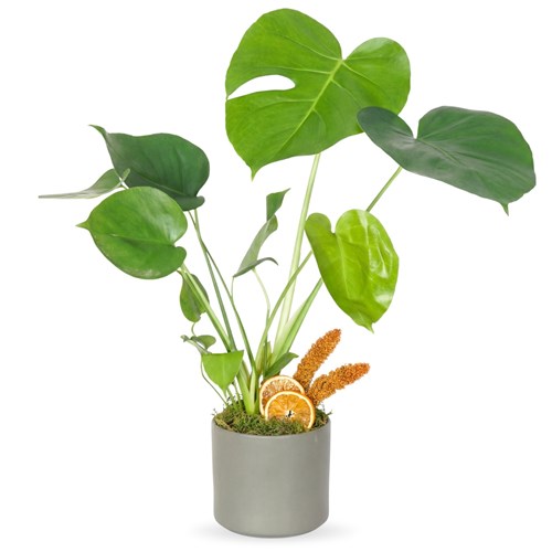 Monstera Gift (Saksılı Hediye Deve Tabanı)