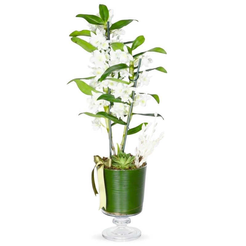 Beyaz Dendrobium Aranjmanı - Ayaklı Cam Vazoda Premium