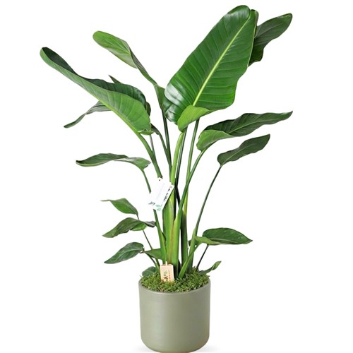 Strelitzia (2-3 Gövdeli Starliçe Cennet Kuşu Bitkisi) 85-90 cm