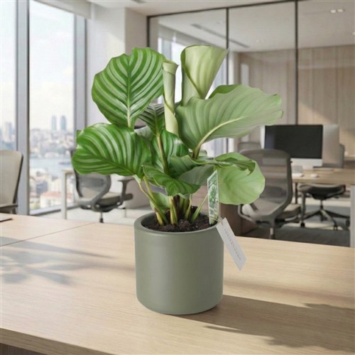 Calathea Orbifolia (Dua Çiçeği)