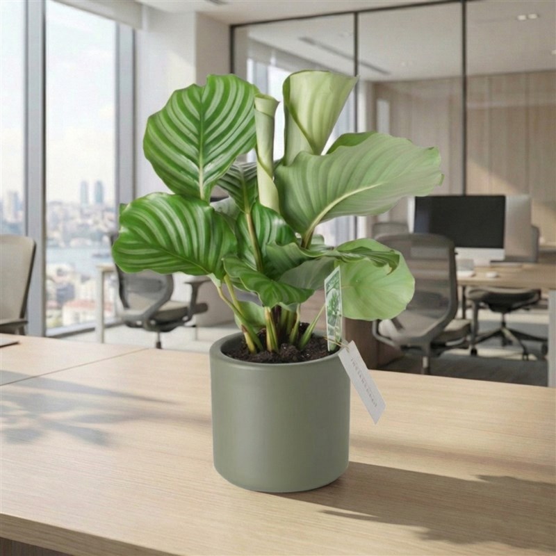 Calathea Orbifolia (Dua Çiçeği)
