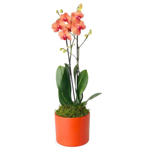 Phalaenopsis Coral Orchids (Ateş Orkide)