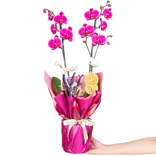 Mor Orkide - 2 Dallı Hediye Paketli (Purple Bliss)