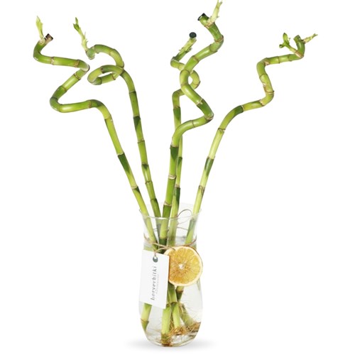 Bambu Çiçeği - Cam Vazoda Şans Bambusu Seti (Lucky Bamboo)
