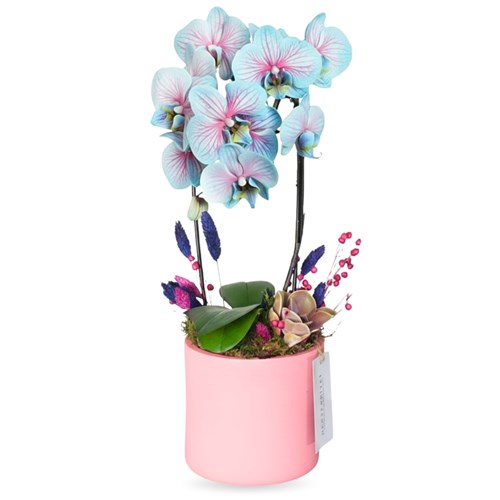 Mavi Çember Orkide - Alacalı (Wonderful Blue)