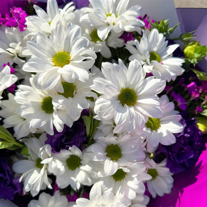 Papatya Buketi(Purple Dream)