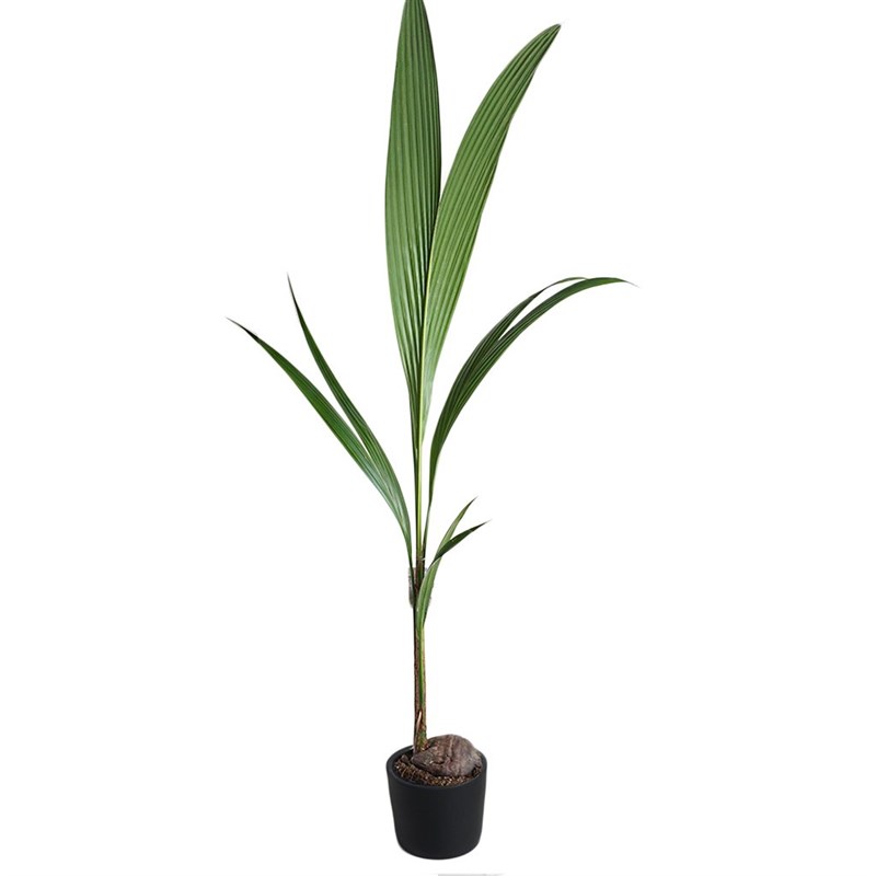Cocos Nucifera (Hindistan Cevizi Palmiyesi)